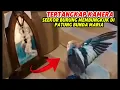 Download Lagu TERTANGKAP KAMERA! Burung Ini Membungkuk di Depan Patung Maria #inspirasikatolik #infokatolik