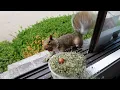 Download Lagu Squirrels' reactions to catnip