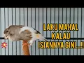 Download Lagu GACOR EMOSI....!! kenari isian MEWAH cocok buat paud cepat KRIWIK@aanzidan2480