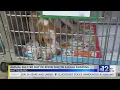Illegal animal dumping leads to overcrowding at Hattiesburg shelter