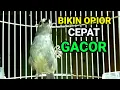 Download Lagu Pancingan opior jawa agar cepat gacor