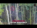 Download Lagu Suku Anak Dalam, Orang Rimba Penghuni Hutan Belantara Sumatera