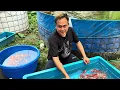 Download Lagu Puas banget kalau begini‼️Grebek pas bongkar celengan‼️petani khusus hikari canon koi gandusari