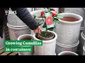 Growing Camellias in Containers The RHS