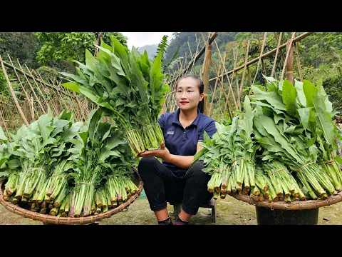 Download MP3 Harvest star apple, banana, melon, lychees, green vegetable, gourd goes to market sell - Cooking