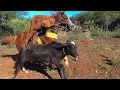 Download Lagu Pega de boi no mato em Bela Vista do Piauí 