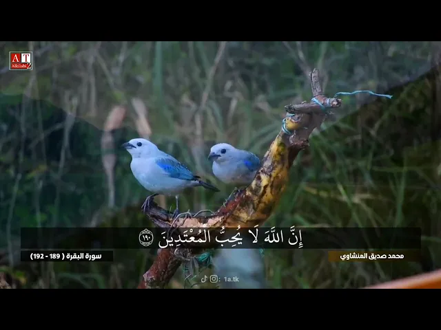 ⁣يَسْأَلُونَكَ عَنِ الْأَهِلَّةِ .. || تلاوة نورانية خاشعة للشيخ محمد صديق المنشاوي