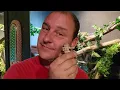 Bumble Bee Ball Python