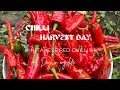 Download Lagu Chilli ￼ harvesting day in my life 🌶️Bhutanese Red chilli ￼Drying for winter. Mom mini garden thpu