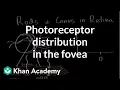 Photoreceptor distribution in the fovea Processing the Environment MCAT Khan Academy