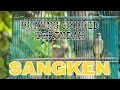 Download Lagu SUARANYA KENARI CENGKOKNYA SANGER, HYBRID KENARI VS SANGER = SANGKEN!! SILANGAN KENARI SANGER