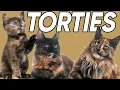 5 Terrific Facts About Tortoiseshell Cats