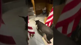 #fyp #dream #vlog #doberman #pets