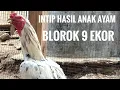 Download Lagu Anak Ayam Blorok 9 Ekor Umur 3 Hari
