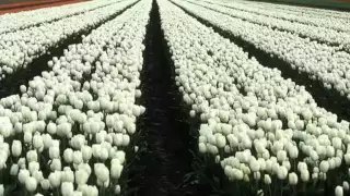 تائب تجري دموعي ندما 