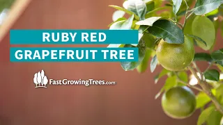 YouTube Video Banner of Ruby Red Grapefruit Tree for GA