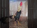 Download Lagu Suara Kokok Ayam Bangkok Juwara
