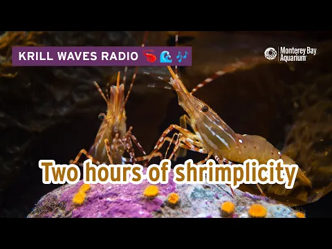 2 Hours Of Chill Shrimp To Work/Study/Relax | Lofi Hip Hop | Monterey Bay Aquarium Krill Waves Radio