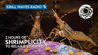 2 Hours Of Chill Shrimp To Work/Study/Relax | Lofi Hip Hop | Monterey Bay Aquarium Krill Waves Radio