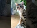 Download Lagu Why so cute? #mikathefluffy #shorts #cat