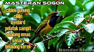 masteran sogon kombinasi lengkap terbaru