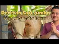 Download Lagu Bikin Melongo ❗ Deretan Sapi-Sapi Jumbo Setia Farm
