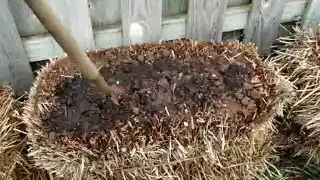 Straw Bale Gardening Start to Finish