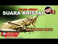 Download Lagu 🔴 Belalang Emas Gacor Suara Kristal Istimewa Masteran Mewah 2020