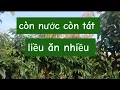 Lagu Còn nước còn tát. Vải thiều Khoanh lộc non đỏ liệu có đc ăn hay thất bại || Chiến chành choẹ 