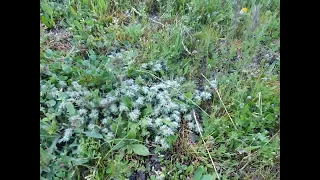 بساط الملوك او زهرة الألماسة تستعمل لتفتيت الحجارة الموجودة في الكلى 