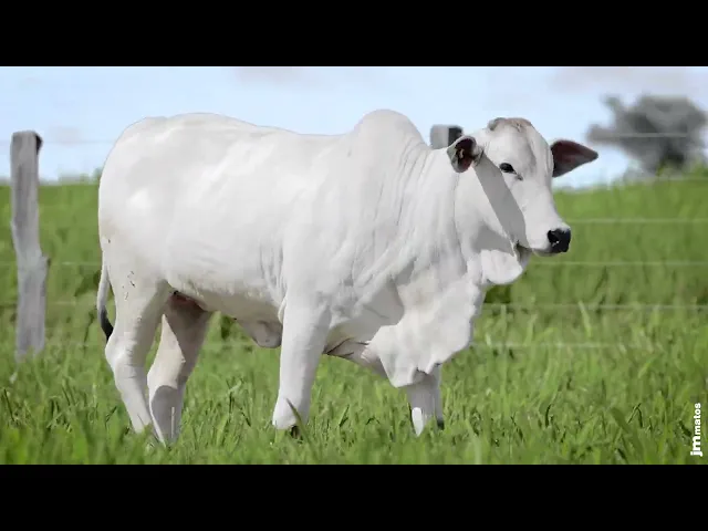 Novilha Nelore MMAR - 4662