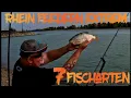 Rhine Feeder Extreme 7 Fish Species CrestaDeutschland
