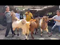 Download Lagu PUSAT KAMBING RAKSASA JATENG, ongkir  200rb 🔥