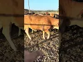 HERD BUILDERS FOR SURE THE KIND YOU BUILD A PROGRAM AROUND