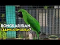 Download Lagu bongkar ISIAN Cililin katem Gereja - cucak Ijo Gacor tembakan Panjang
