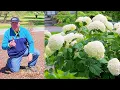 David s Secrets On How To Prune Smooth Hydrangeas Hydrangea arborescens Types