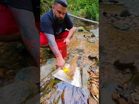 Sluice Gold Prospecting #goldprospecting #oro #emas