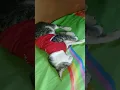 Download Lagu Dengerin tu meng nasehat pak Dedi 🐱