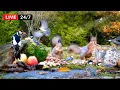 Download Lagu 🔴24/7 CAT TV NO ADS 😺 Little Birds and Red Squirrels and Nature Fun for Everyone