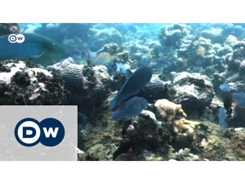An underwater referee fights for survival | Global Ideas