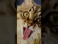 Download Lagu Kucing Kurus Mandi Dipapan #shortvideo
