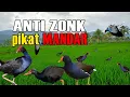 Download Lagu 1Jam Pancingan Pikat Mandar Sawah anti Zoonk terbukti AMPUH
