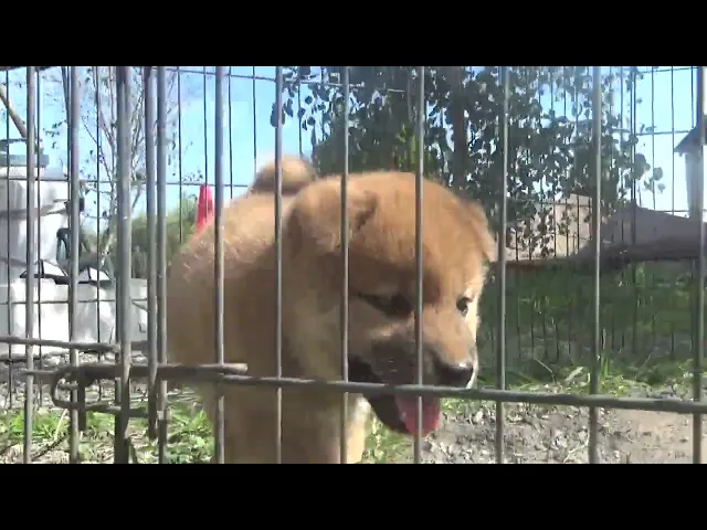 動画