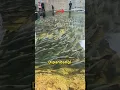 Download Lagu Kenapa Orang Taiwan Tidak Berani Menangkap Ikan Di Sungai #shorts