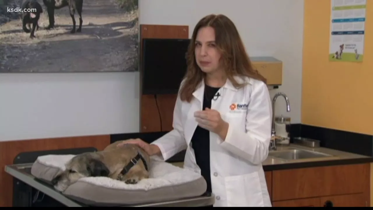 Outline Video Signs and symptoms of dog flu to look out for