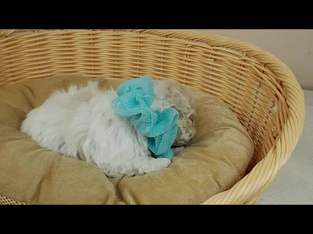 動画