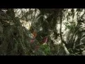 Download Lagu Burung Kolibri Dagu Hitam Sedang Terbang