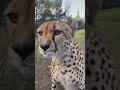 Download Lagu TERNYATA CHEETAH MENGEONG!!! SUARANYA IMUT KAYAK KUCING PULA 🤣