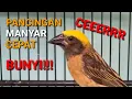 Download Lagu PANCINGAN BURUNG MANYAR AGAR BUNYI, MANYAR GACOR, MANYAR KEPALA EMAS