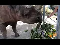 Lifesaving Nutrition for Black Rhino Rudy